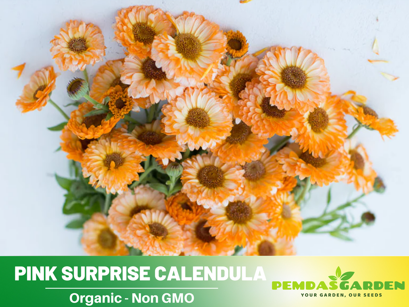 calendula plant seeds 50+ Seeds| Pink Surprise Calendula Seeds (Calendula officinalis) – Pot – PEMDASGARDEN