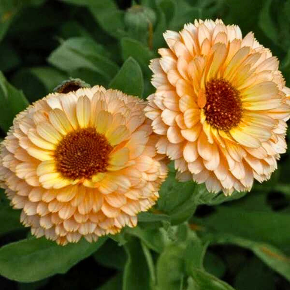Pink Surprise Calendula Seeds (Calendula Officinalis), 50+ seeds