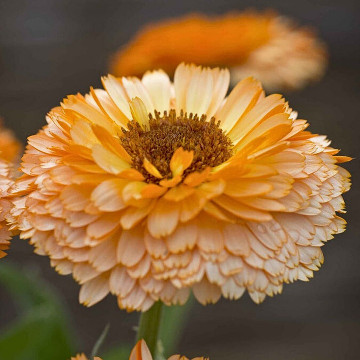 Pink Surprise Calendula Seeds (Calendula Officinalis), 50+ seeds