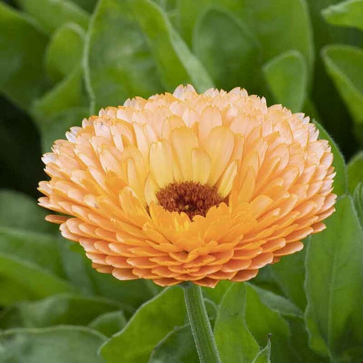 Pink Surprise Calendula Seeds (Calendula Officinalis), 50+ seeds
