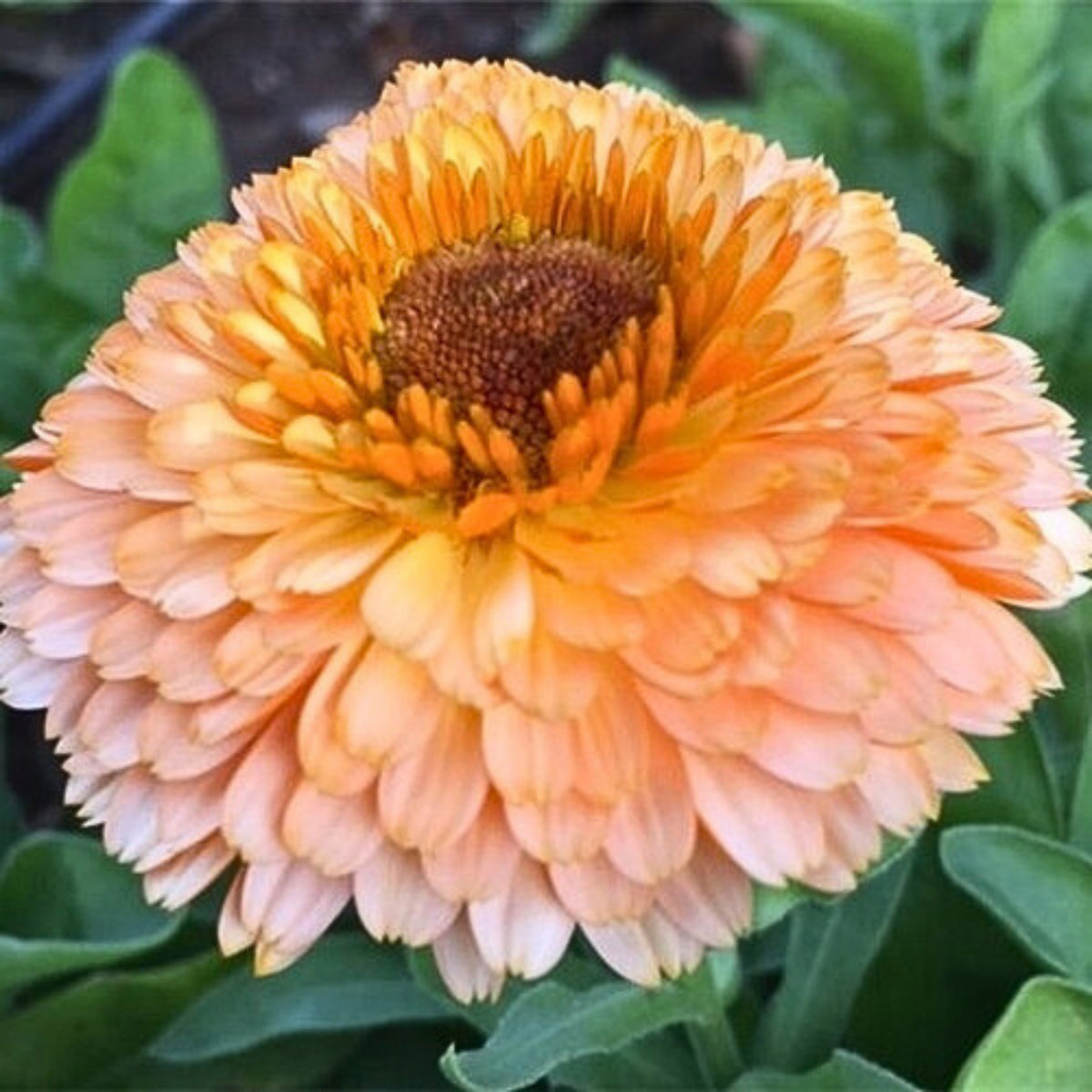 Pink Surprise Calendula Seeds (Calendula Officinalis), 50+ seeds