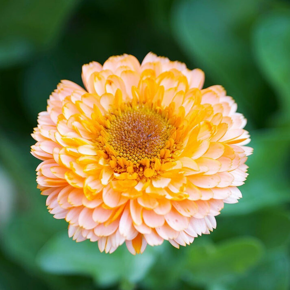 Pink Surprise Calendula Seeds (Calendula Officinalis), 50+ seeds