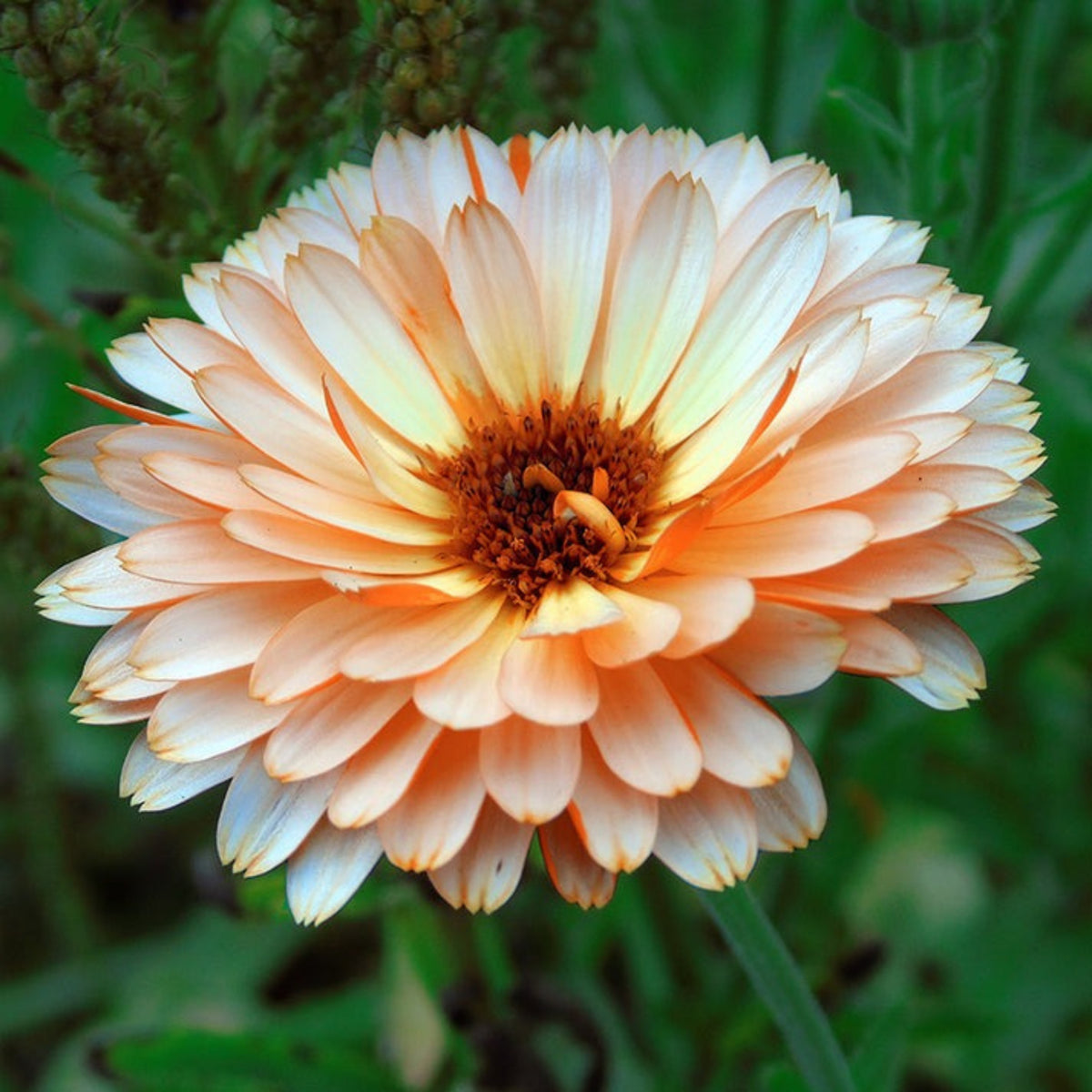 Pink Surprise Calendula Seeds (Calendula Officinalis), 50+ seeds