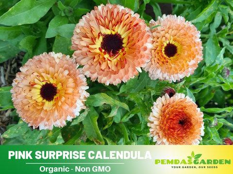 calendula plant seeds 50+ Seeds| Pink Surprise Calendula Seeds (Calendula officinalis) – Pot – PEMDASGARDEN
