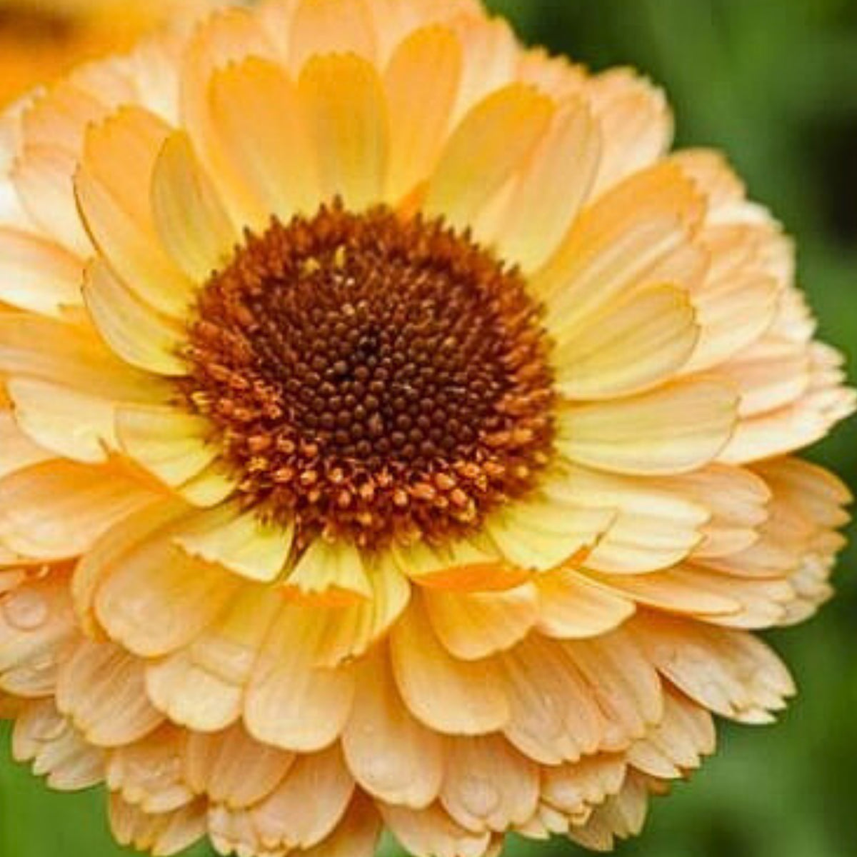 Pink Surprise Calendula Seeds (Calendula Officinalis), 50+ seeds