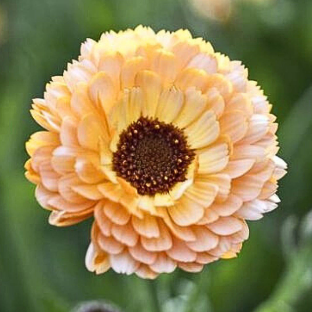 Pink Surprise Calendula Seeds (Calendula Officinalis), 50+ seeds