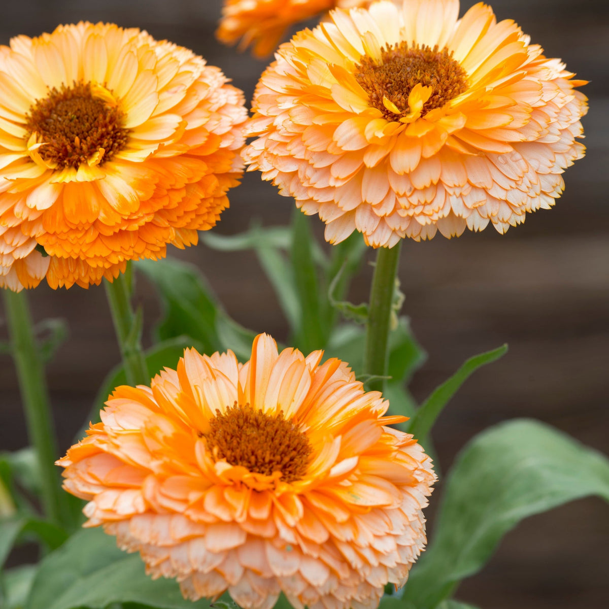 Pink Surprise Calendula Seeds (Calendula Officinalis), 50+ seeds
