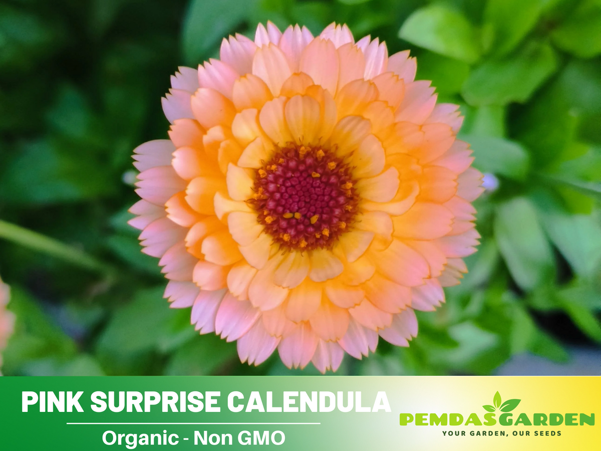 50+ Seeds| Pink Surprise Calendula Flower Seeds #H005