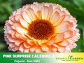 50+ Seeds| Pink Surprise Calendula Seeds (Calendula officinalis) – Pot Marigold - Flower & Herb Seeds – Colorful Heirloom Edible Flower Seeds, Easy to Grow Annual Blooms for Gardens, Pots & Landscaping, Ornamental flowers, Attracts pollinators#H005