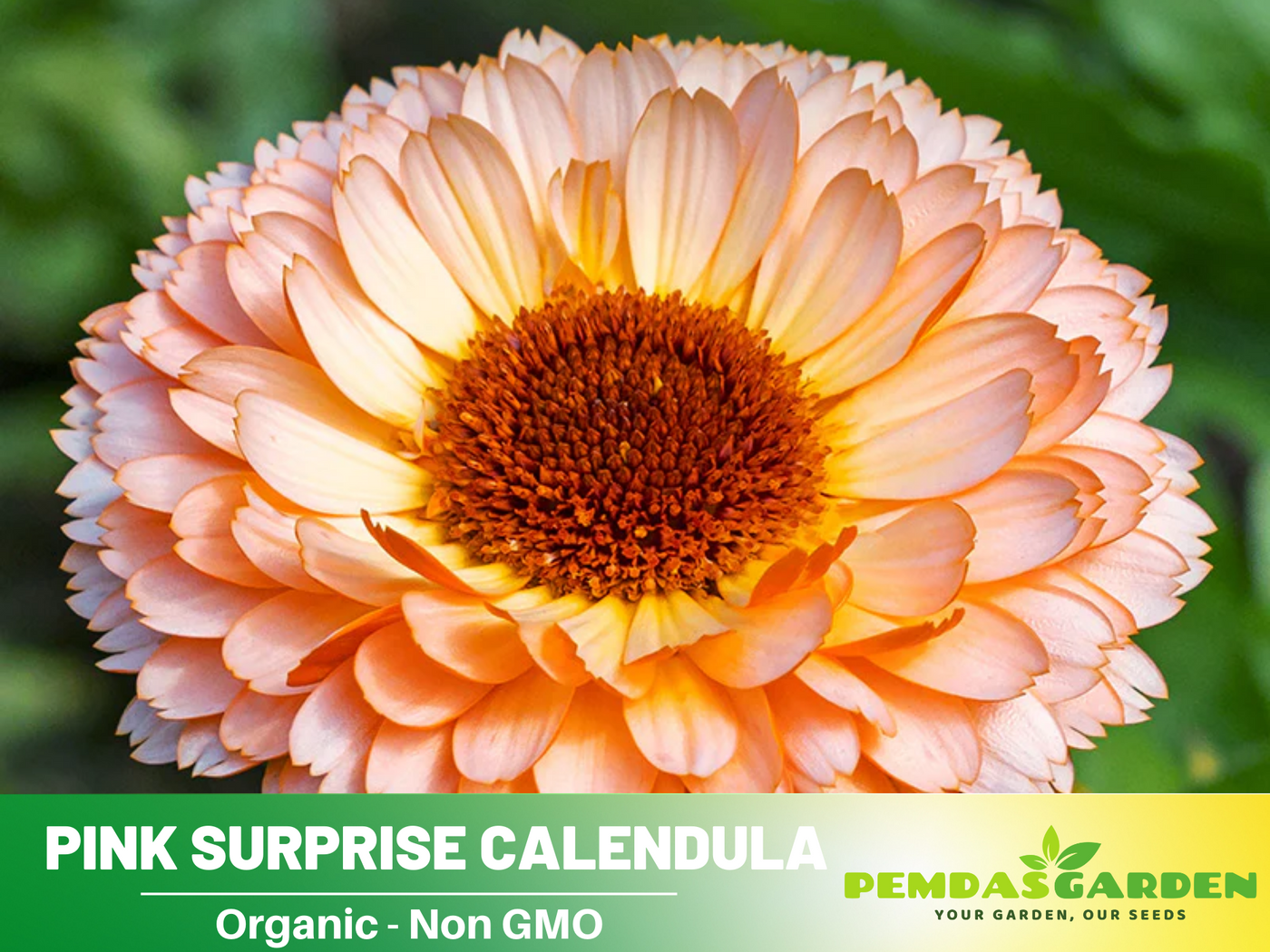 organic marigold seeds 50+ Seeds| Pink Surprise Calendula Seeds (Calendula officinalis) – Pot Marigold