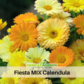 50+ Seeds| Fiesta Gitana Calendula Seeds (Calendula officinalis) – Pot Marigold - Flower & Herb Seeds – Colorful Heirloom Edible Flower Seeds, Easy to Grow Annual Blooms for Gardens, Pots & Landscaping, Ornamental flowers, Attracts pollinators#H006