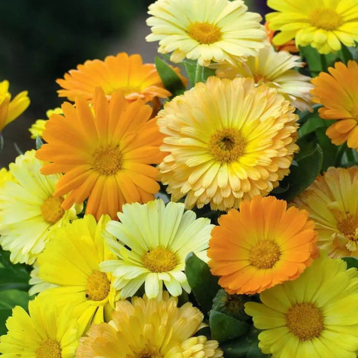 Fiesta Gitana Calendula Seeds (Calendula Officinalis), 50+ seeds