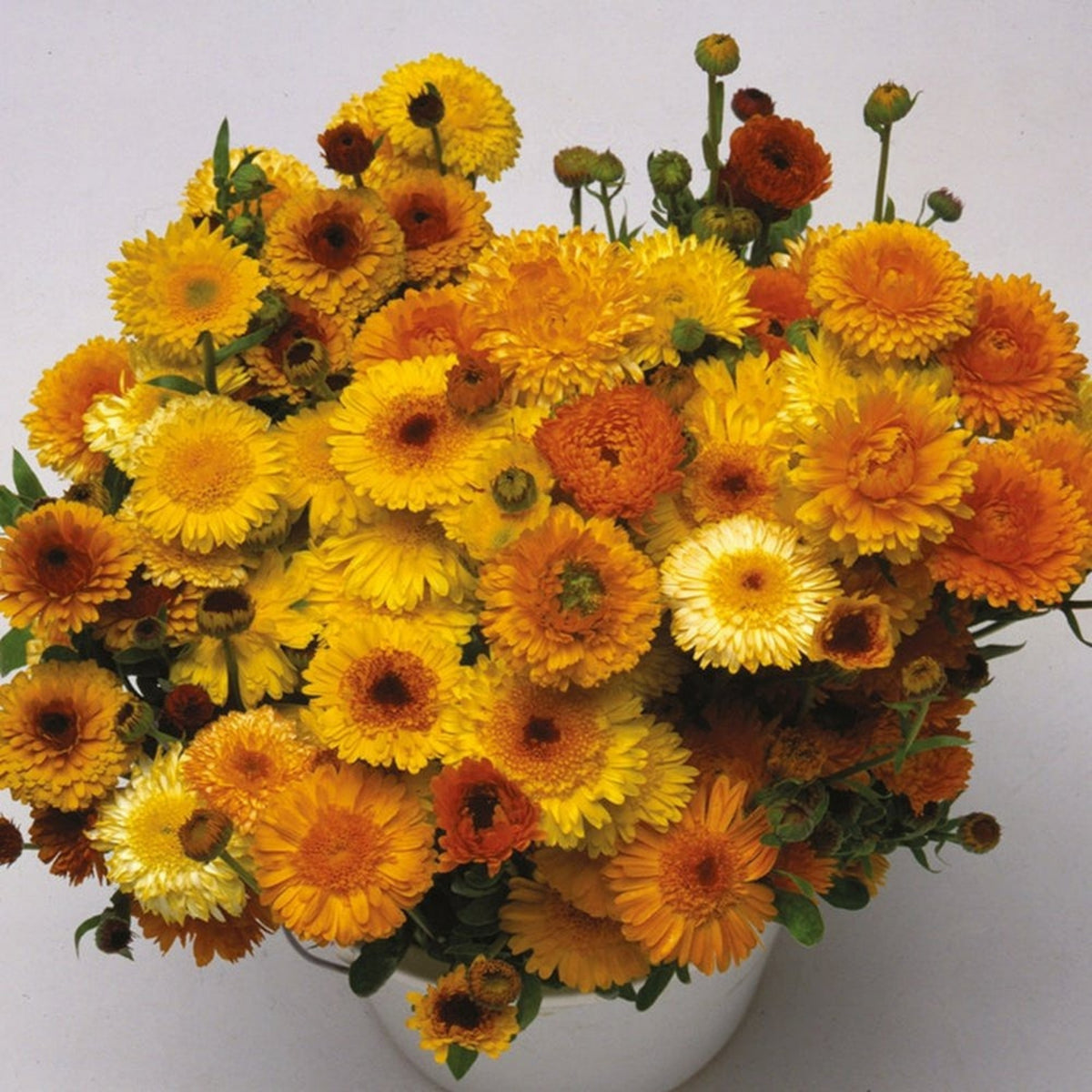 Fiesta Gitana Calendula Seeds (Calendula Officinalis), 50+ seeds
