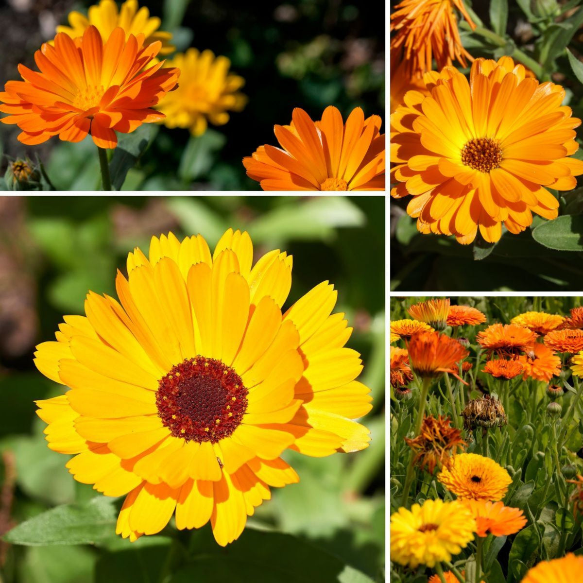Fiesta Gitana Calendula Seeds (Calendula Officinalis), 50+ seeds