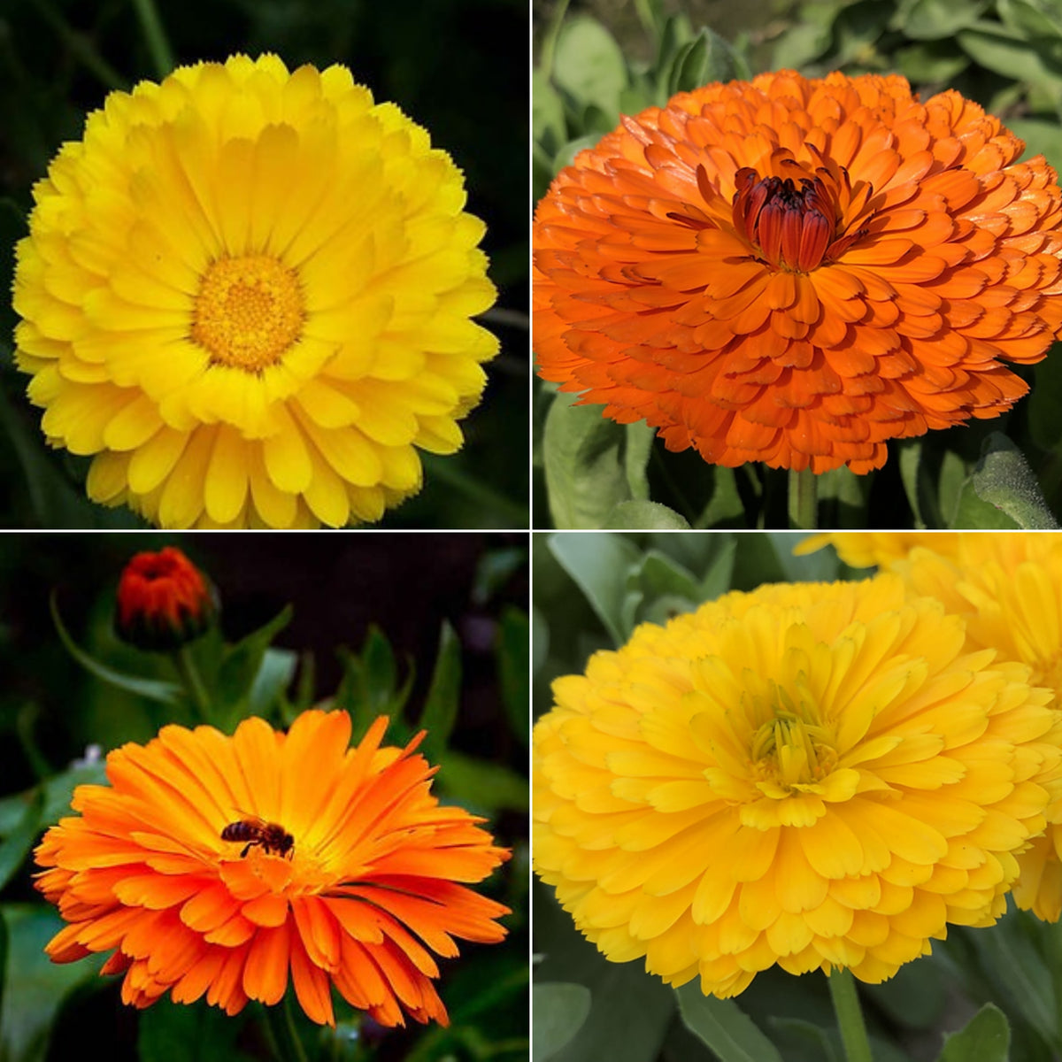 Fiesta Gitana Calendula Seeds (Calendula Officinalis), 50+ seeds