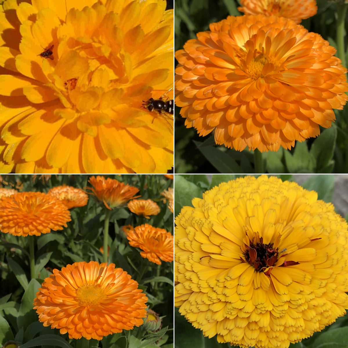 Fiesta Gitana Calendula Seeds (Calendula Officinalis), 50+ seeds