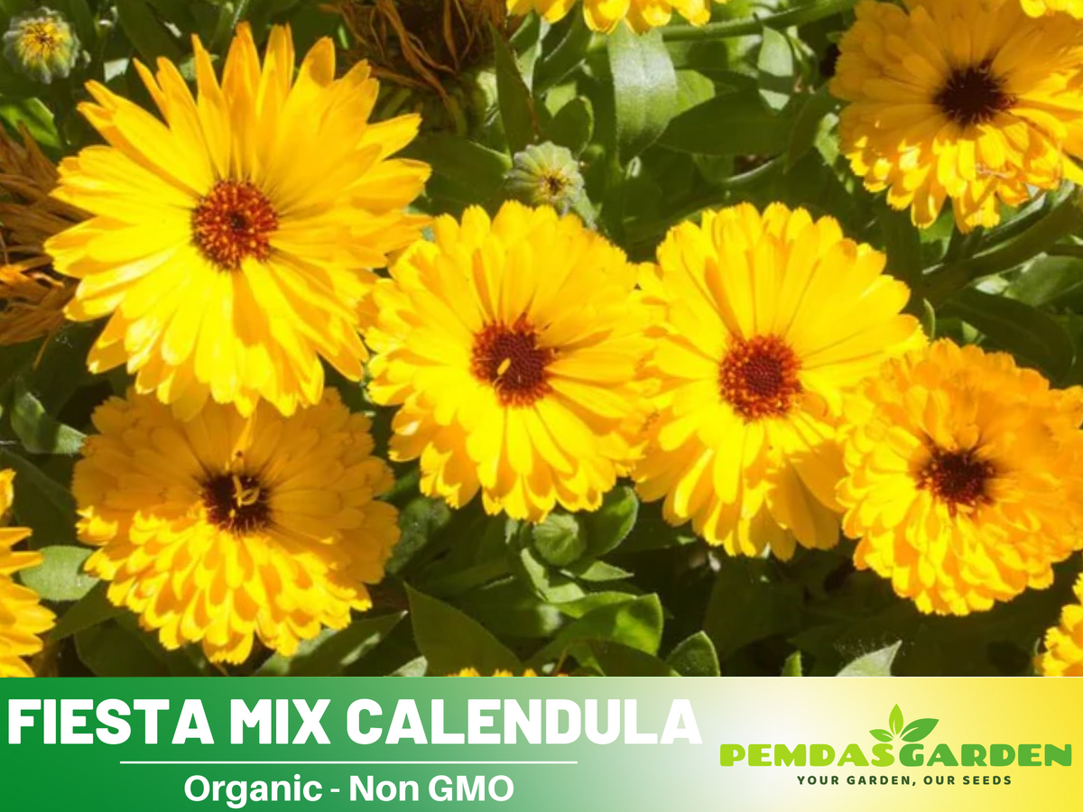 50+ Seeds| Fiesta Gitana Calendula Flower Seeds #H006