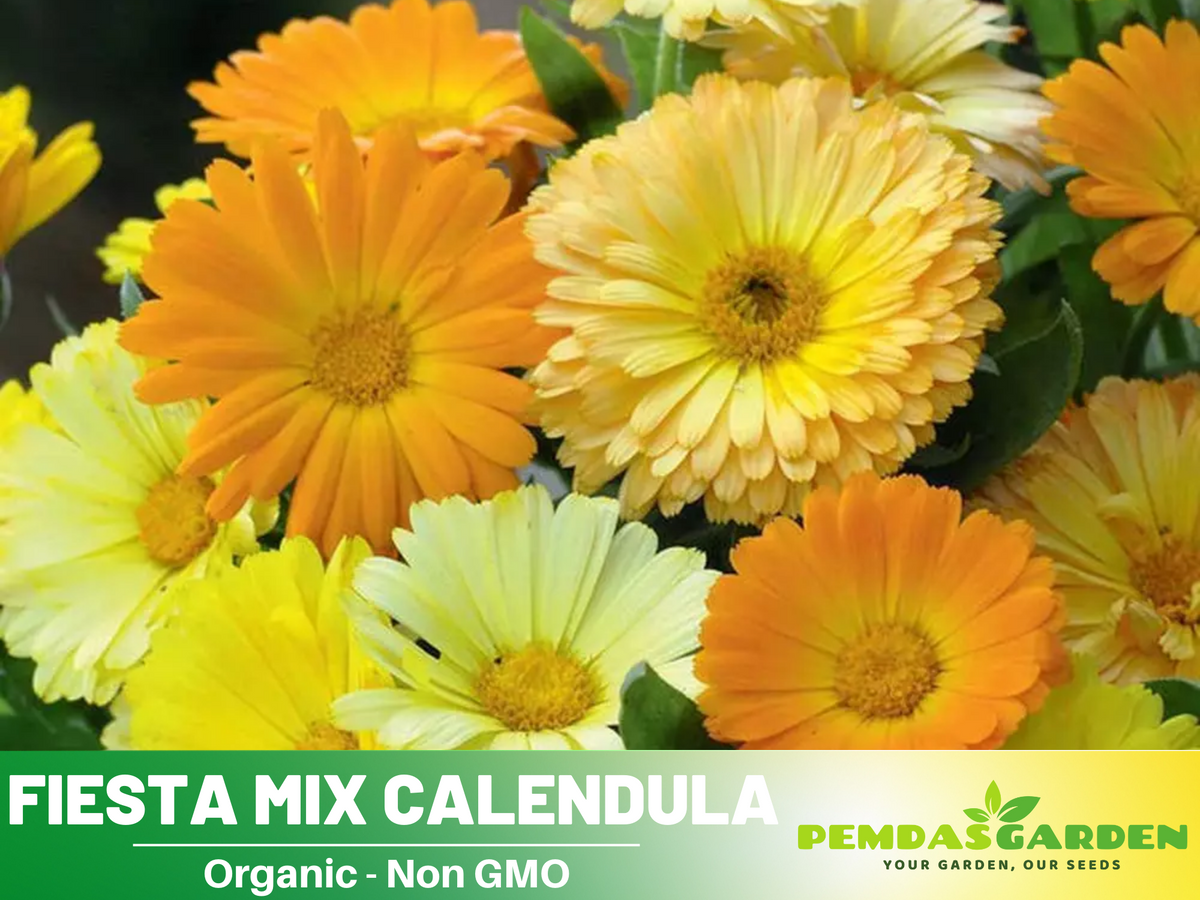 50+ Seeds| Fiesta Gitana Calendula Flower Seeds #H006