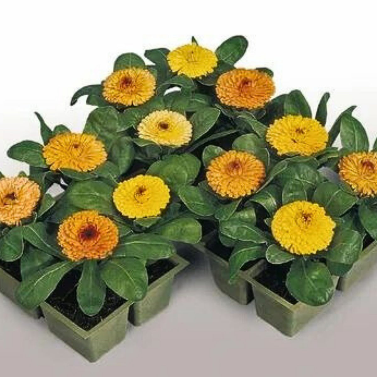 Fiesta Gitana Calendula Seeds (Calendula Officinalis), 50+ seeds