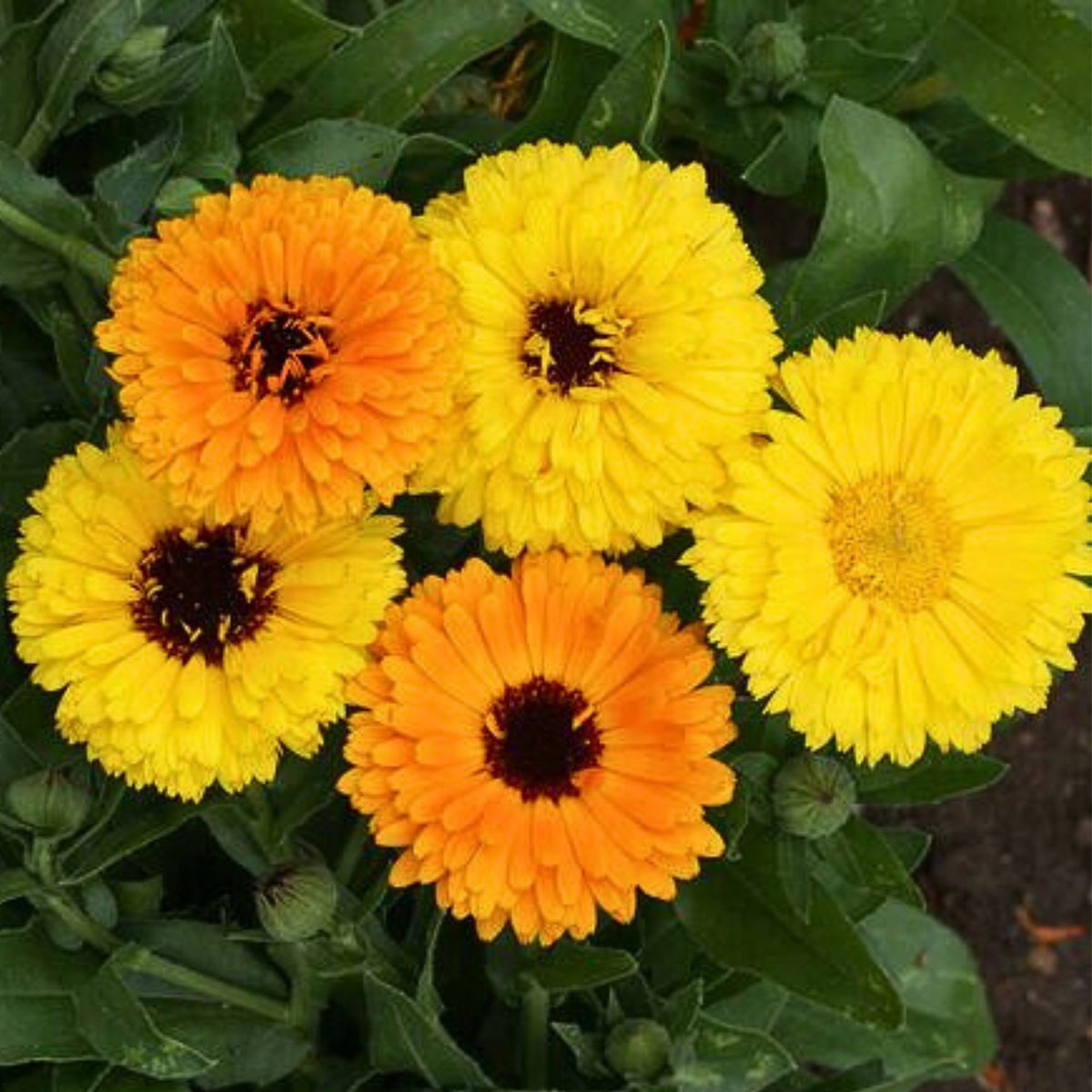 Fiesta Gitana Calendula Seeds (Calendula Officinalis), 50+ seeds