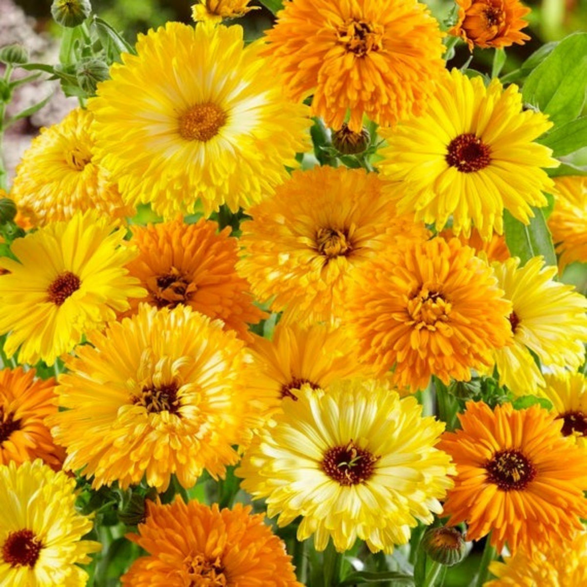 Fiesta Gitana Calendula Seeds (Calendula Officinalis), 50+ seeds