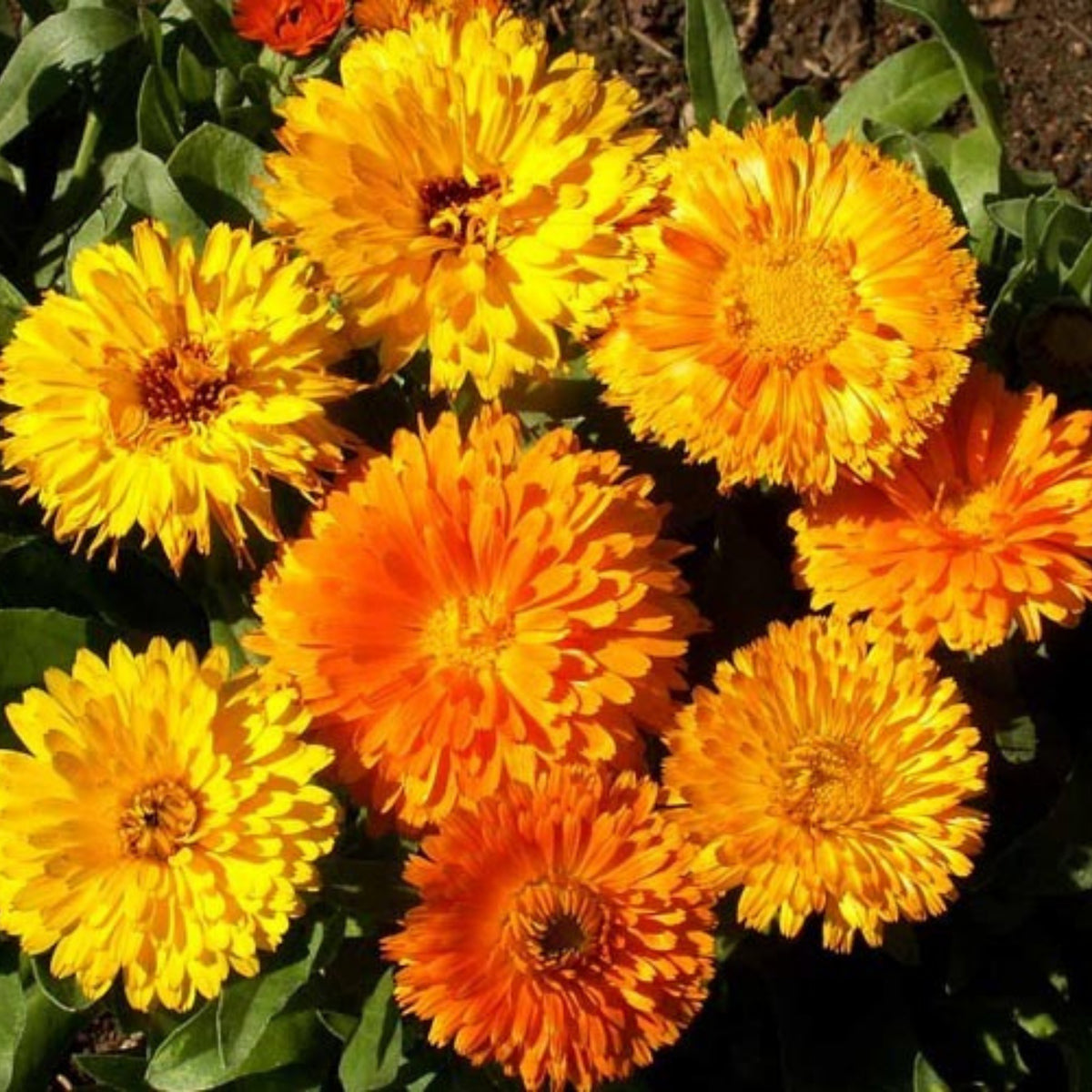 Fiesta Gitana Calendula Seeds (Calendula Officinalis), 50+ seeds