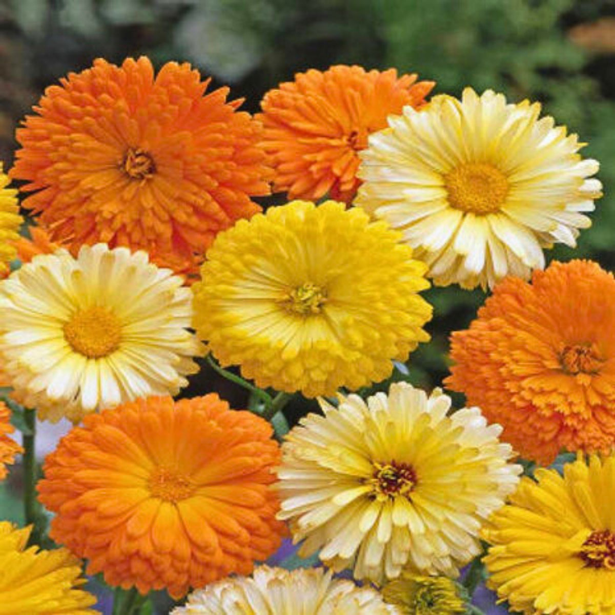 Fiesta Gitana Calendula Seeds (Calendula Officinalis), 50+ seeds