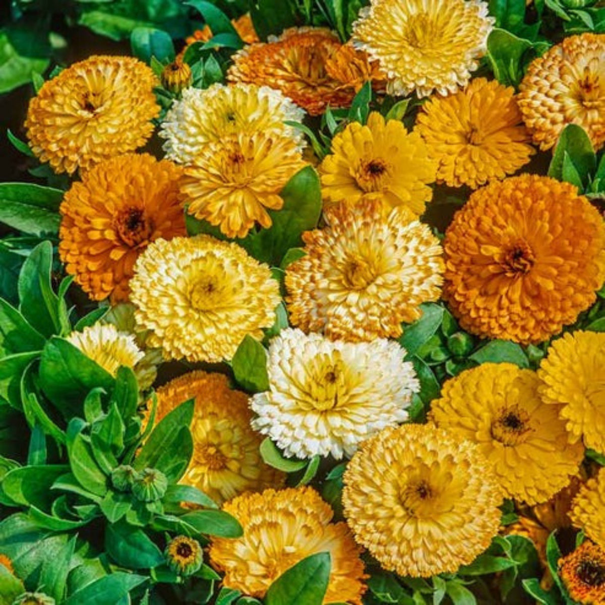 Fiesta Gitana Calendula Seeds (Calendula Officinalis), 50+ seeds