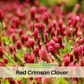 40+ Seeds| Crimson Clover Seeds - Grass & Groundcover Seeds - Trifolium- Eco Friendly Lawn Alternative Low Maintenance Perennial Grass Seed for Green Turf Soil Improvement and Pollinator Friendly #J001