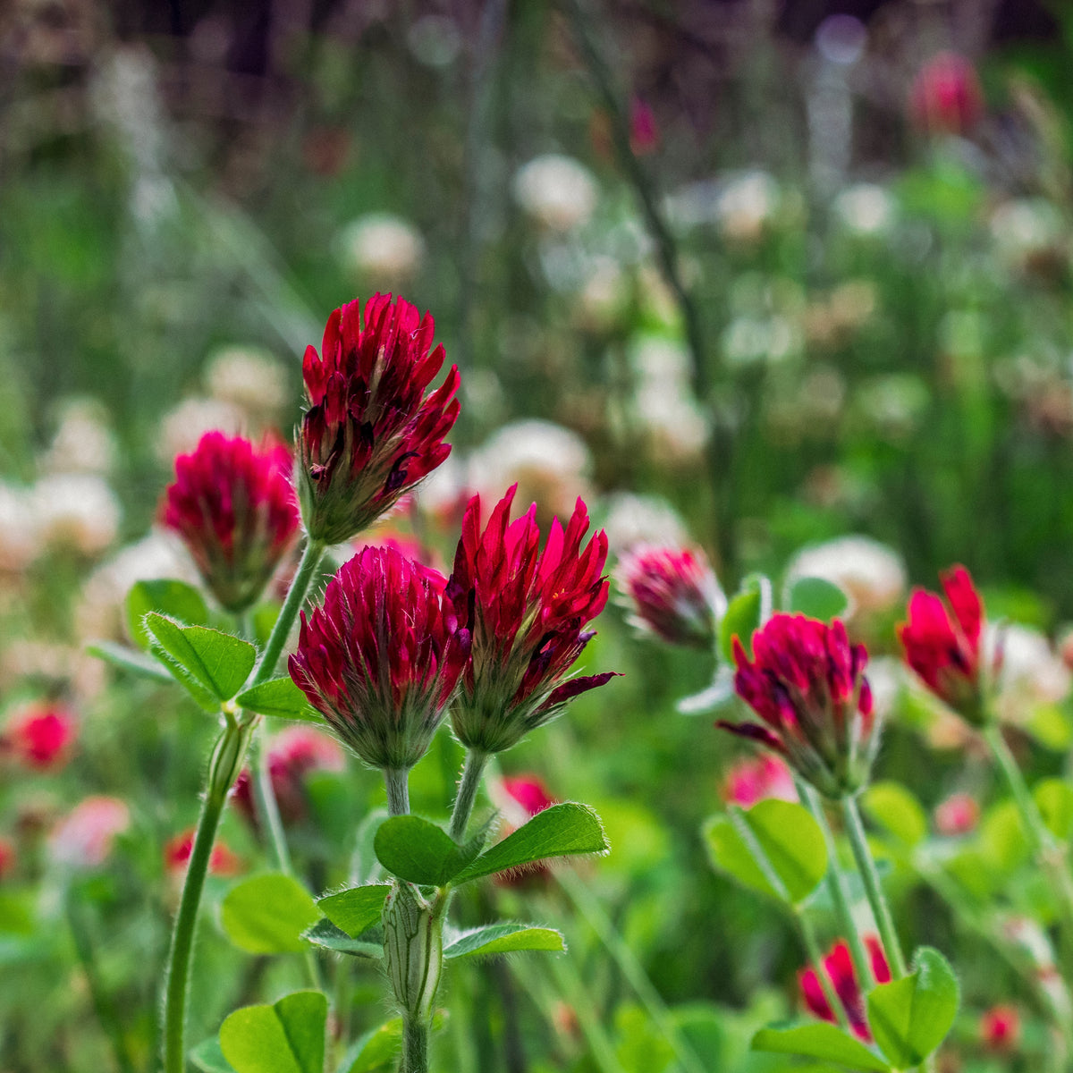 Crimson Clover Seeds - Grass & Groundcover Seeds, Trifolium, 40+ seeds