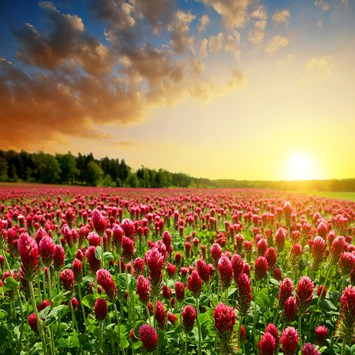 Crimson Clover Seeds - Grass & Groundcover Seeds, Trifolium, 40+ seeds