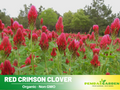 40+ seeds- Crimson Clover Seeds - Grass & Groundcover - Trifolium- Eco Friendly Lawn Alternative Low Maintenance Perennial Grass Seed for Green Turf Soil Improvement and Pollinator Friendly#J001