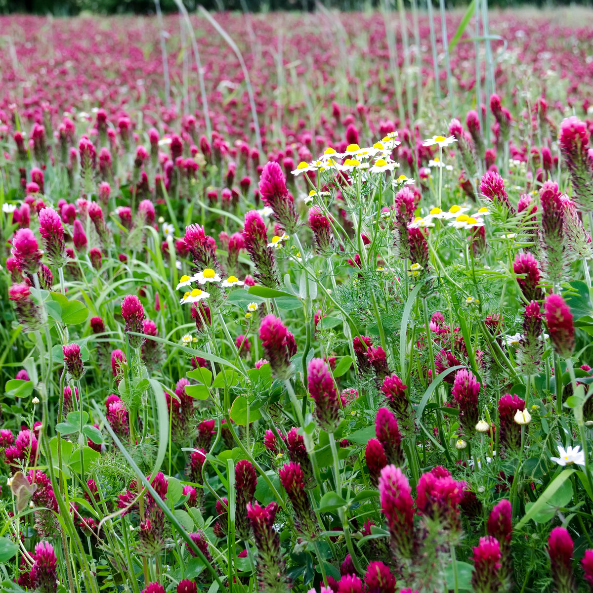 Crimson Clover Seeds - Grass & Groundcover, Trifolium, 40+ seeds