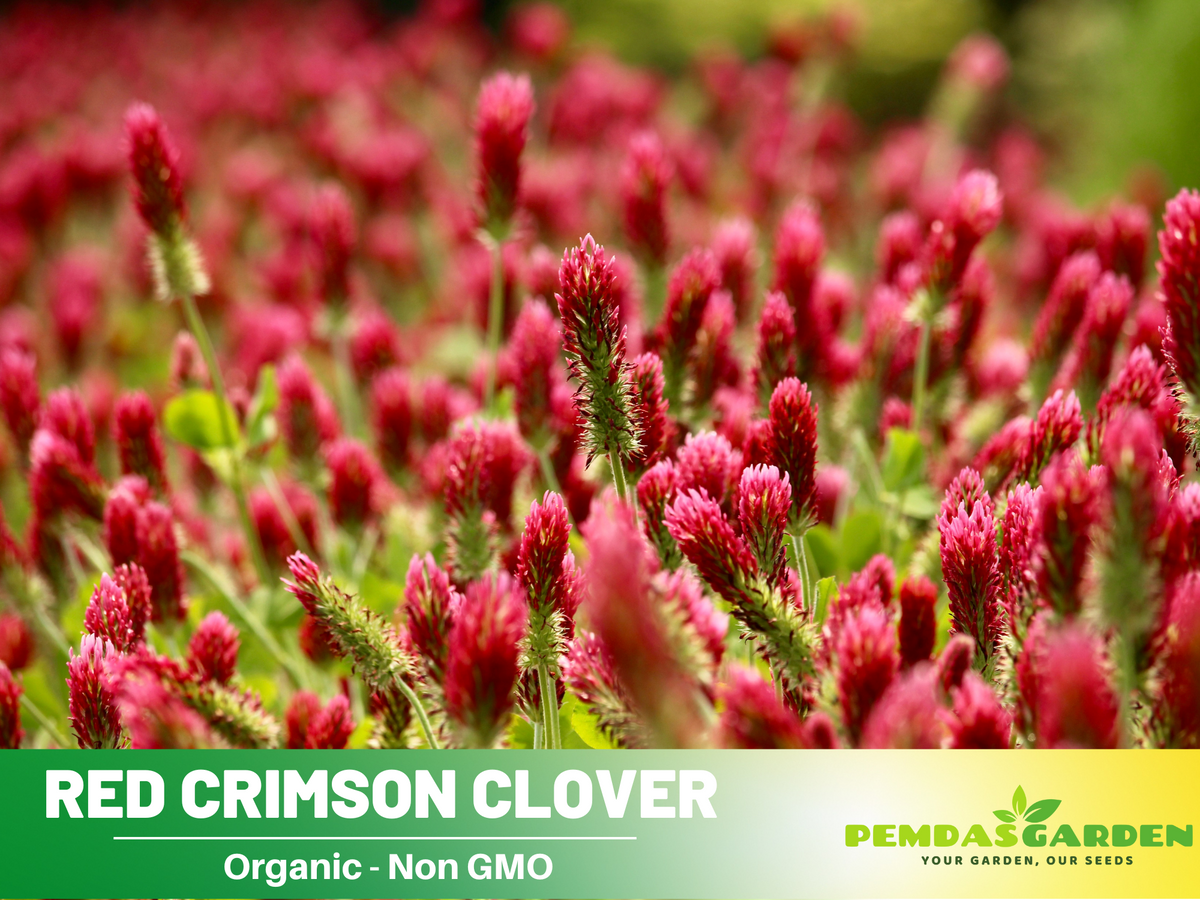 40+ Seeds| Crimson Clover Seeds - Grass & Groundcover Seeds  #J001