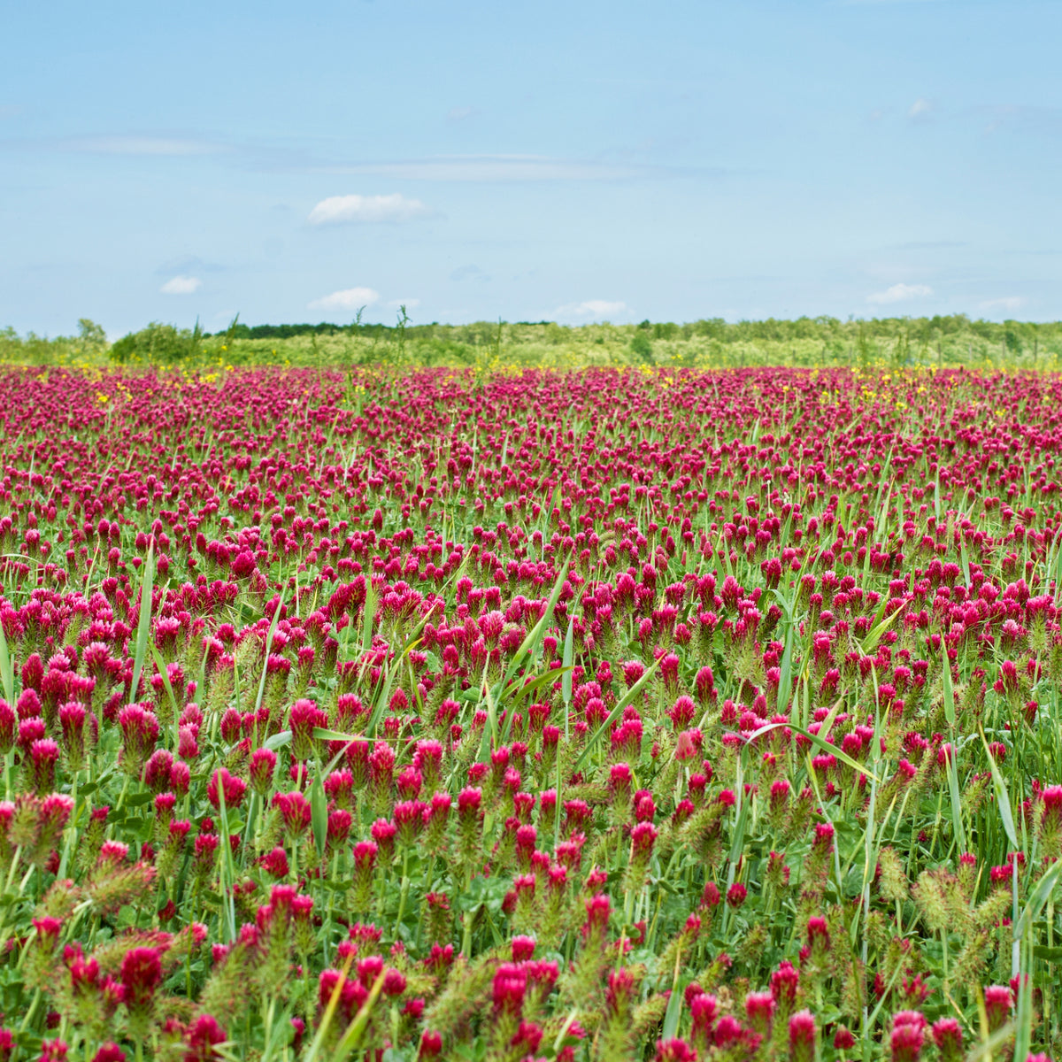 Crimson Clover Seeds - Grass & Groundcover Seeds, Trifolium, 40+ seeds