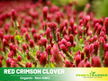 40+ Seeds| Crimson Clover Seeds - Grass & Groundcover Seeds - Trifolium- Eco Friendly Lawn Alternative Low Maintenance Perennial Grass Seed for Green Turf Soil Improvement and Pollinator Friendly #J001