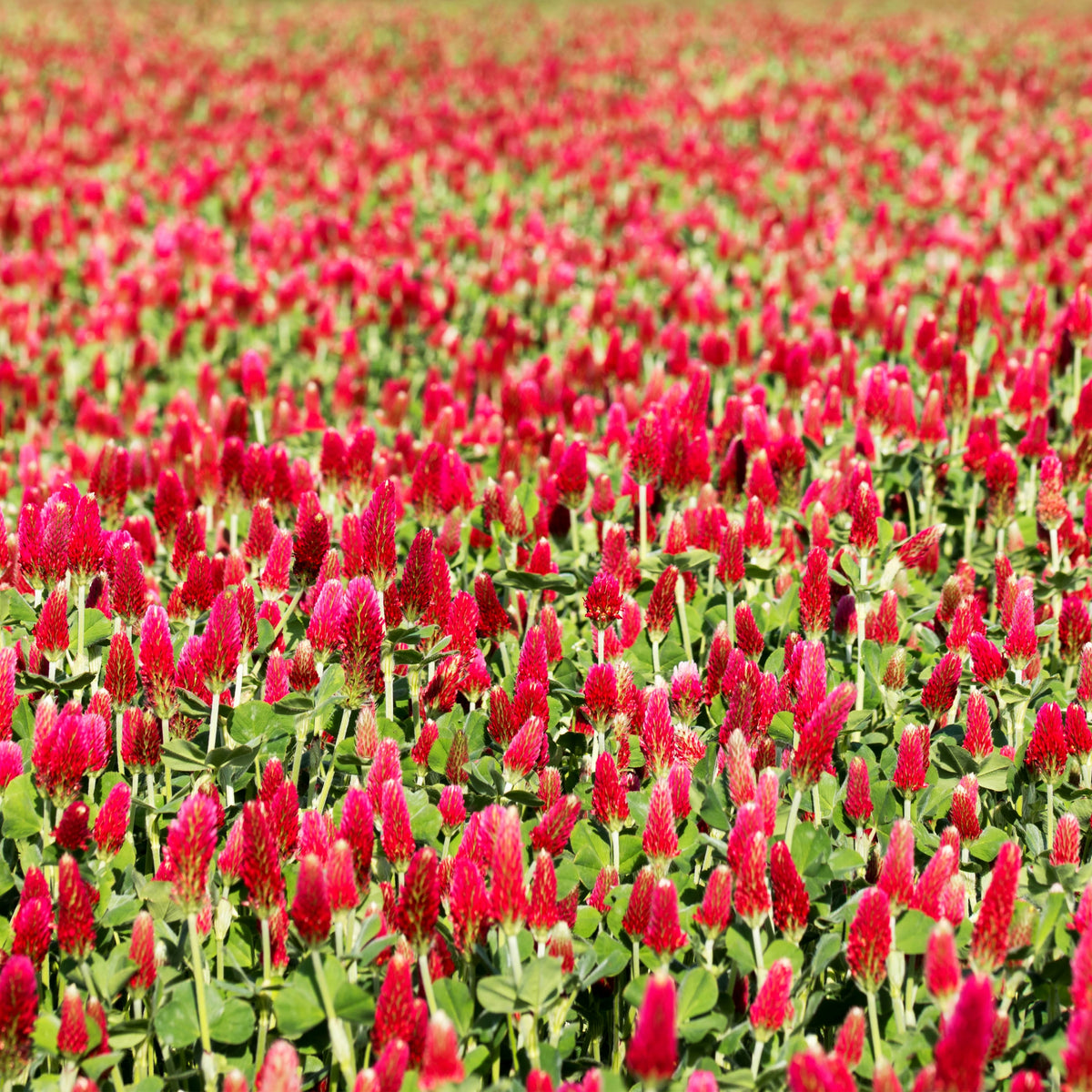 Crimson Clover Seeds - Grass & Groundcover Seeds, Trifolium, 40+ seeds