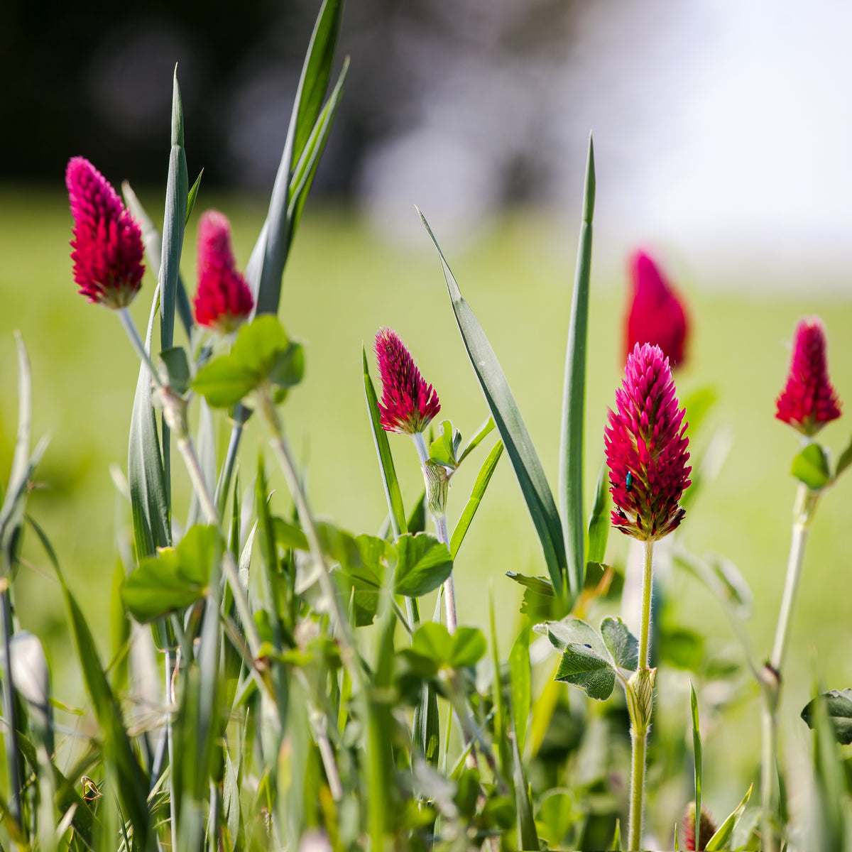 Crimson Clover Seeds - Grass & Groundcover Seeds, Trifolium, 40+ seeds