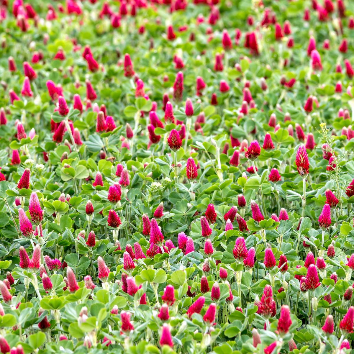 Crimson Clover Seeds - Grass & Groundcover Seeds, Trifolium, 40+ seeds