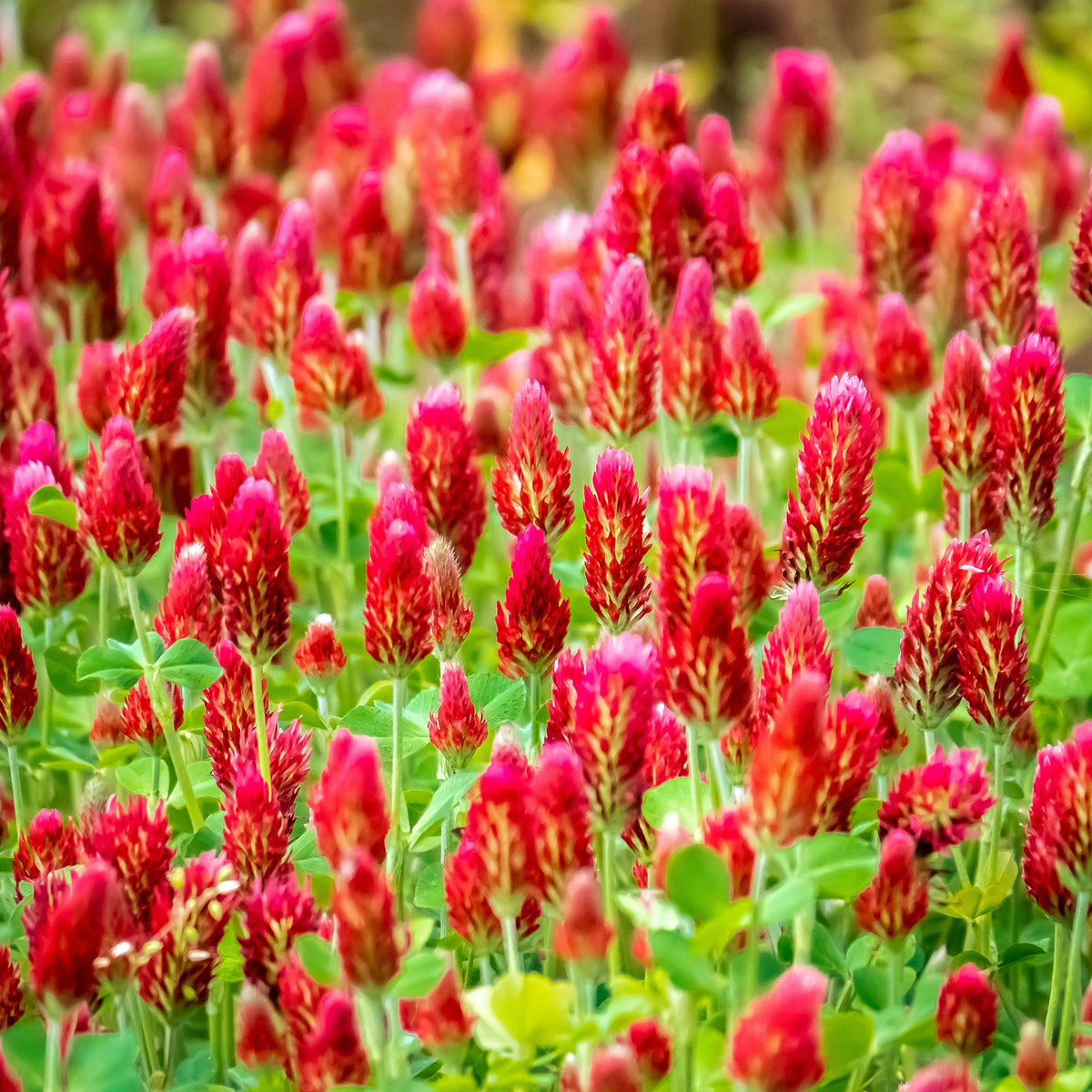 Crimson Clover Seeds - Grass & Groundcover Seeds, Trifolium, 40+ seeds