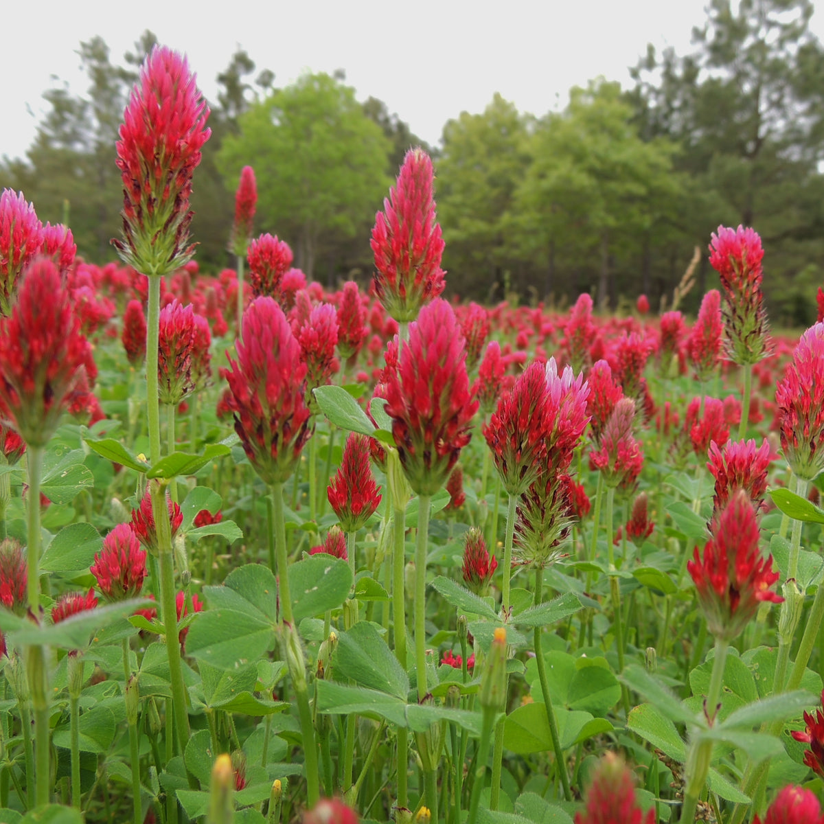 Crimson Clover Seeds - Grass & Groundcover, Trifolium, 40+ seeds