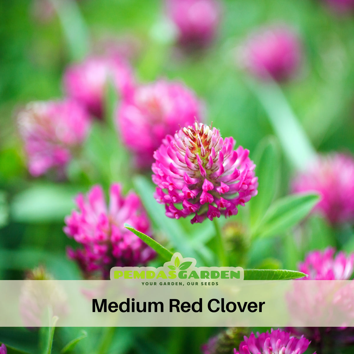 Medium Red Clover Seeds - Grass & Groundcover Seeds, 40+ seeds
