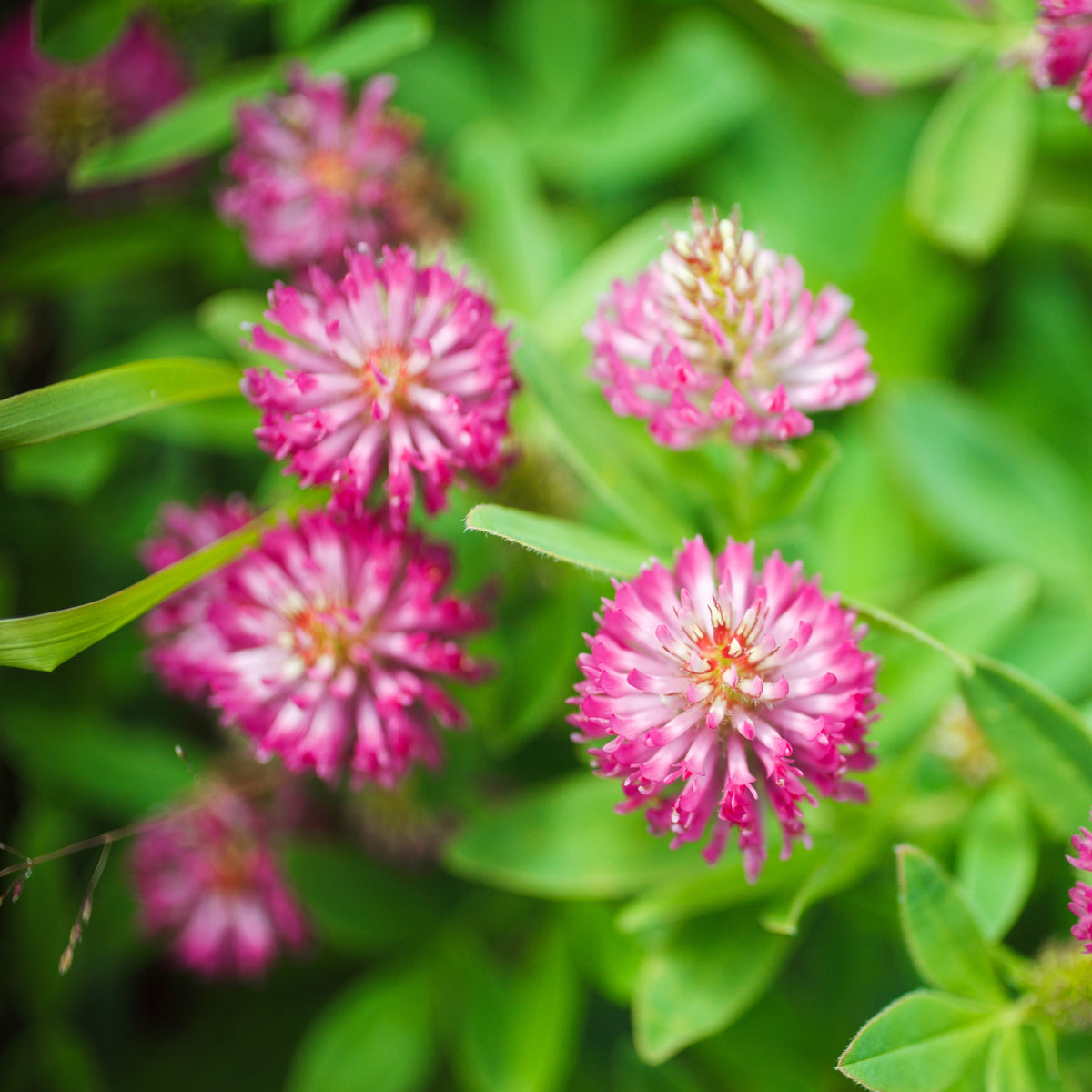 Medium Red Clover Seeds - Grass & Groundcover Seeds, 40+ seeds