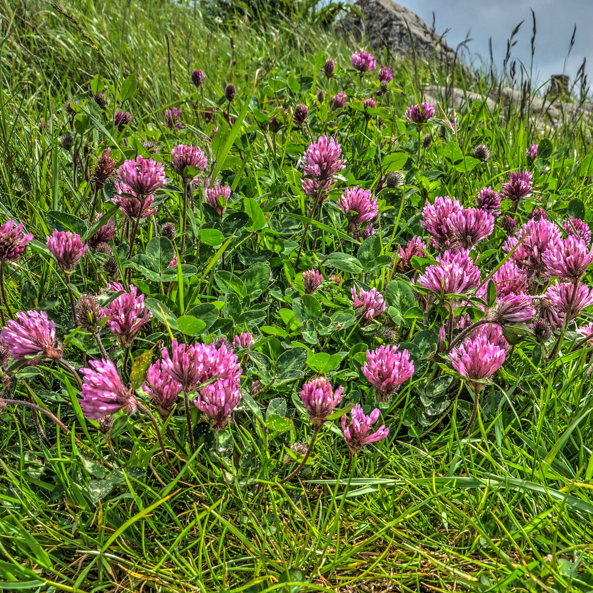 Medium Red Clover Seeds - Grass & Groundcover Seeds, 40+ seeds
