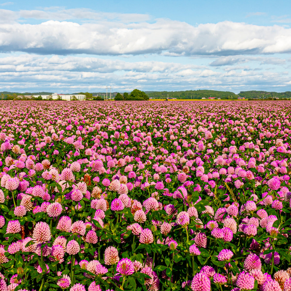 Medium Red Clover Seeds - Grass & Groundcover Seeds, 40+ seeds