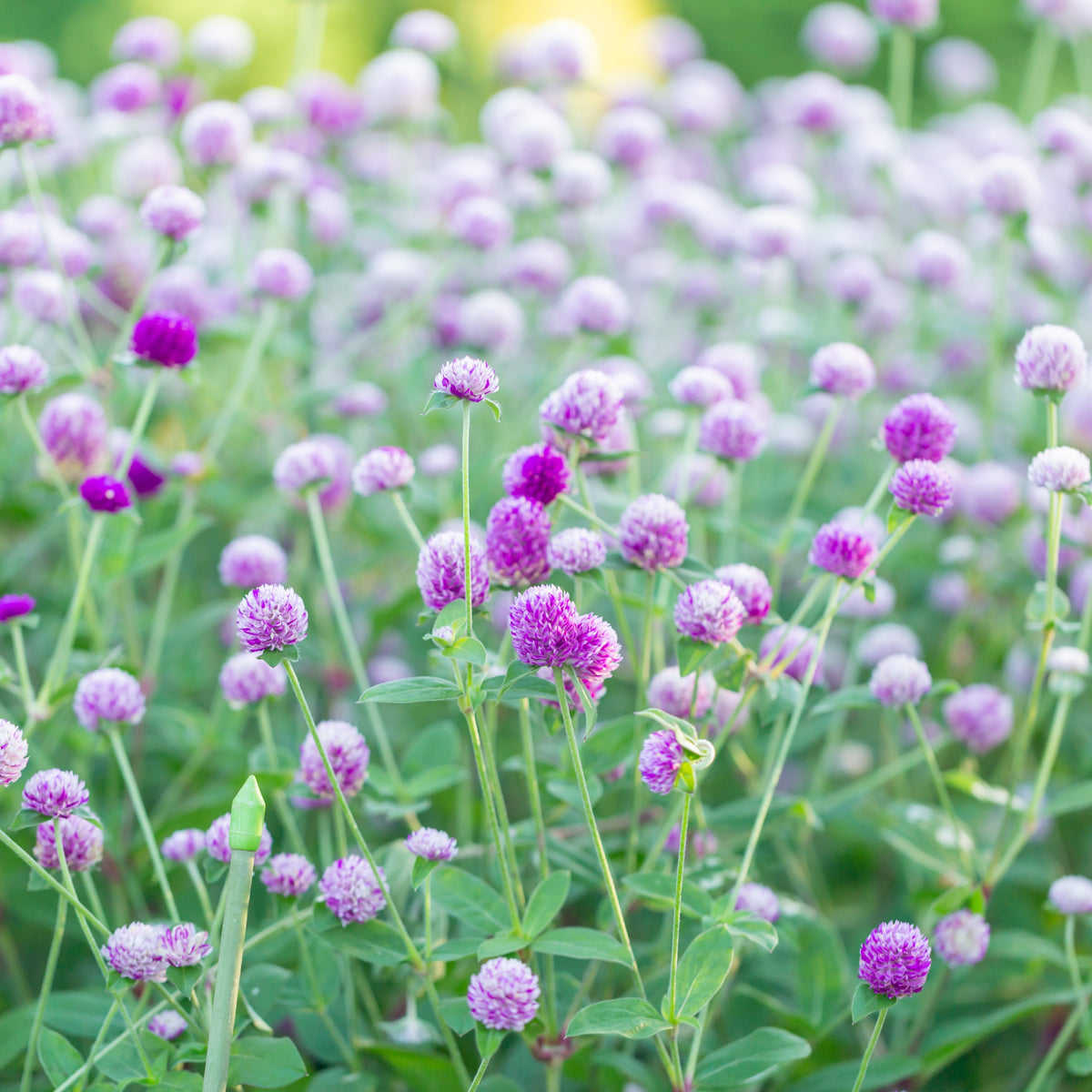 Medium Red Clover Seeds - Grass & Groundcover Seeds, 40+ seeds