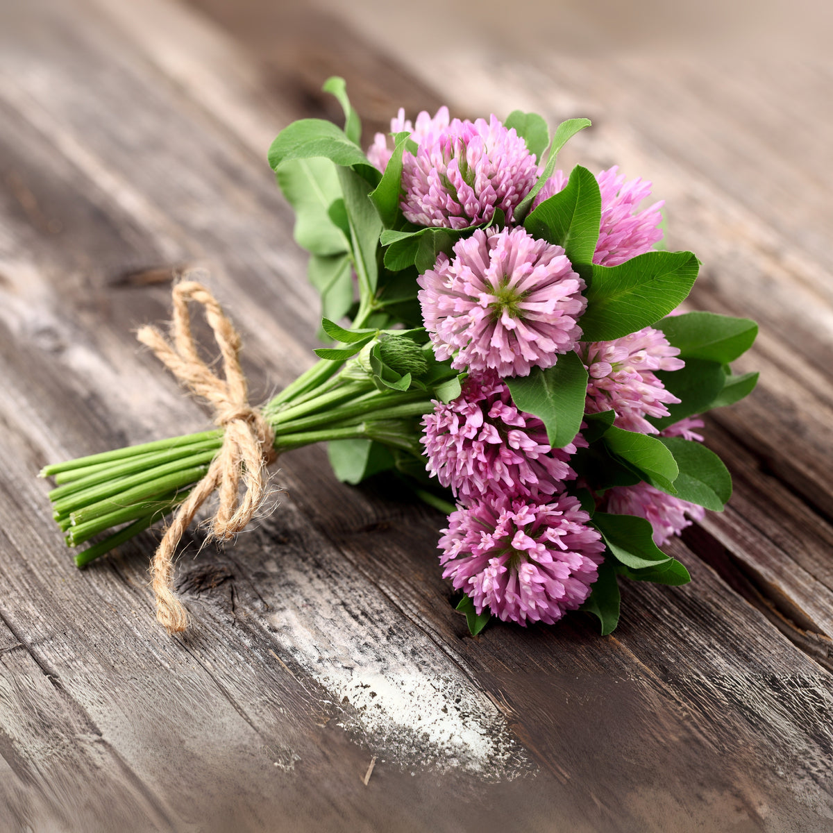 Medium Red Clover Seeds - Grass & Groundcover Seeds, 40+ seeds