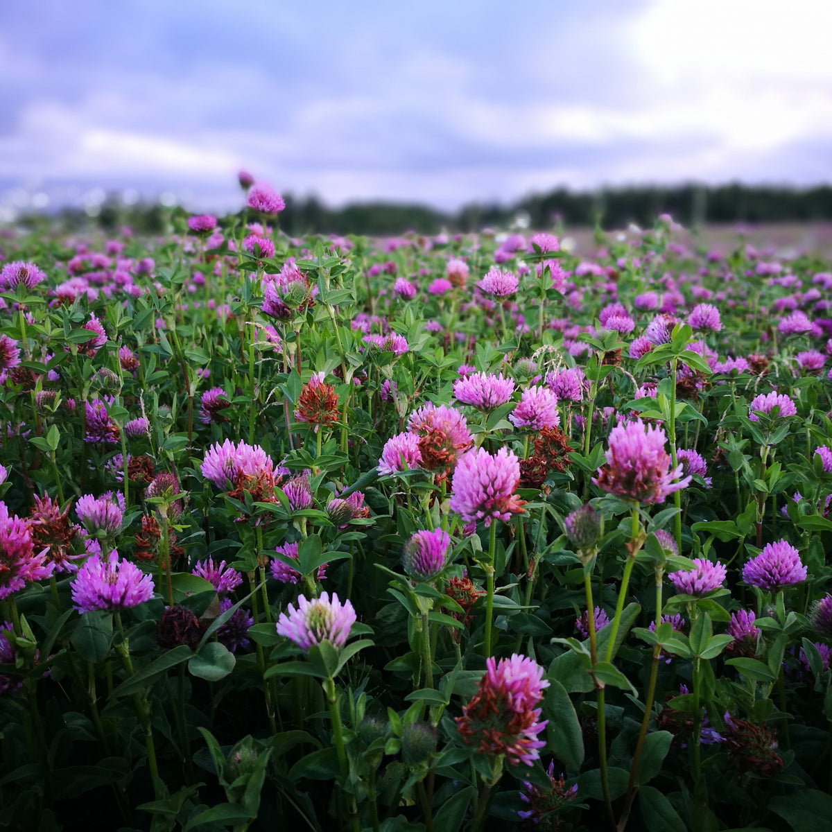Medium Red Clover Seeds - Grass & Groundcover Seeds, 40+ seeds