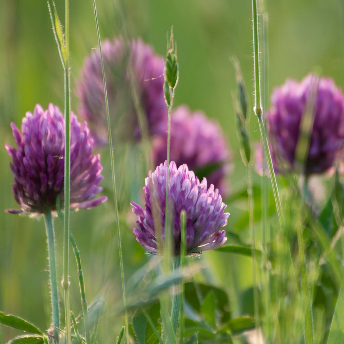 Medium Red Clover Seeds - Grass & Groundcover Seeds, 40+ seeds