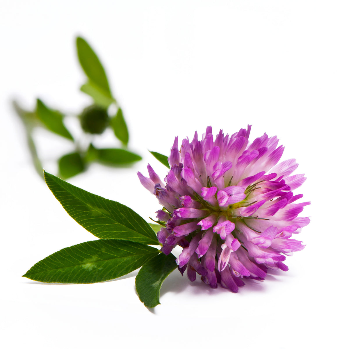 Medium Red Clover Seeds - Grass & Groundcover Seeds, 40+ seeds